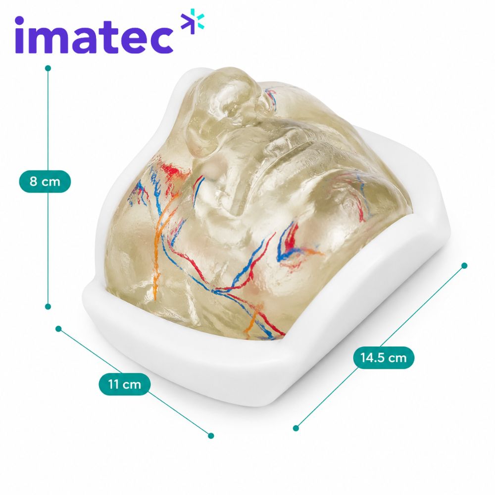 Transparent Facial Injection Training Model by Imatec Medical