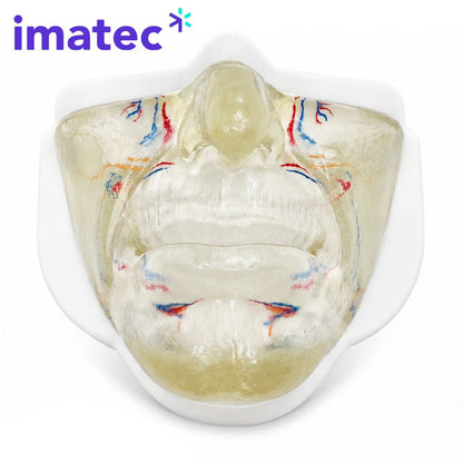 Transparent Facial Injection Training Model by Imatec Medical