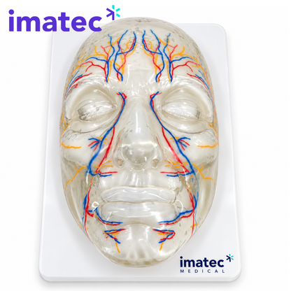 Transparent Facial Injection Training Model by Imatec Medical