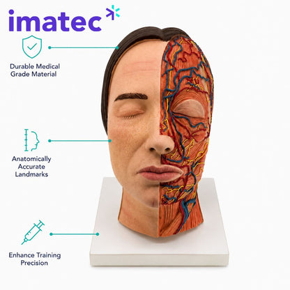 Half Anatomy Facial Injection Head by Imatec Medical