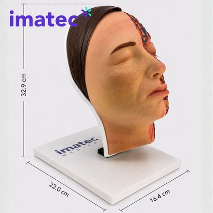 Half Anatomy Facial Injection Head by Imatec Medical