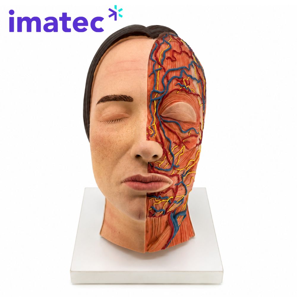 Half Anatomy Facial Injection Head by Imatec Medical